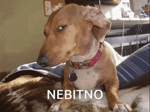 a dachshund laying on a bed with the word nebitno on the bottom
