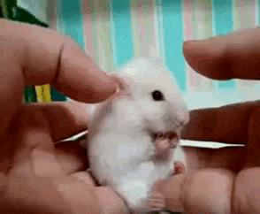 a person is holding a small white hamster with its mouth open