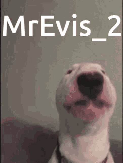 a picture of a dog with the name mrevis 2