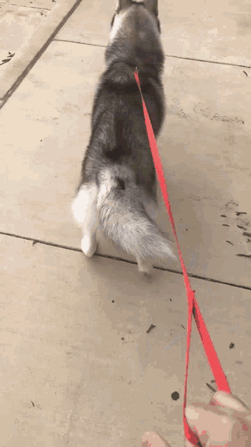 a husky dog on a red leash is walking on a sidewalk