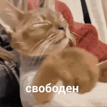 a cat is laying down with its eyes closed and the words свободен written in russian