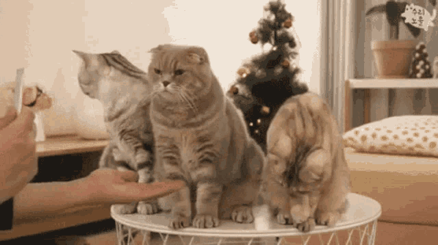 Surinoel Cat Give Paw GIF - Surinoel Cat Give Paw Cat Handshake GIFs