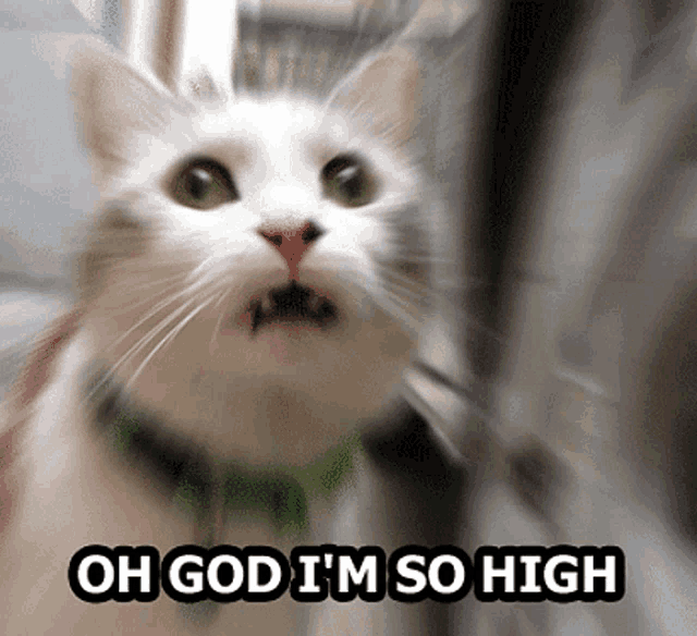 a blurred image of a white cat with the words oh god i 'm so high below it