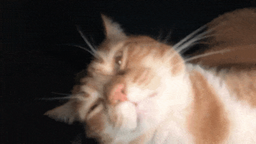 a close up of a cat 's face with a black background