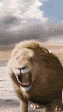 a close up of a lion with its mouth open in a field