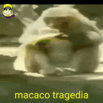 a monkey is being attacked by another monkey and the words macaco tragedia are visible .