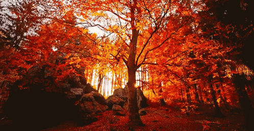Sunset GIF - Fall Autumn Wind GIFs