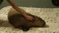 Capybara Animals GIF - Capybara Animals Pet Me GIFs