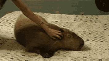 a woman petting a capybara on a bed