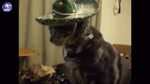 Cat In Hat Cat Hat GIF - Cat In Hat Cat Hat Cat With Hat GIFs