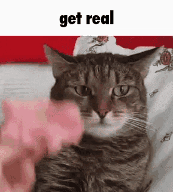 a cat is laying on a bed with a pink toy and the words `` get real '' written above it .