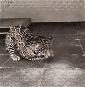 Leopard Animals GIF - Leopard Animals GIFs