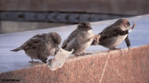 Birds With Arms Business GIF - Birds With Arms Business Birds GIFs