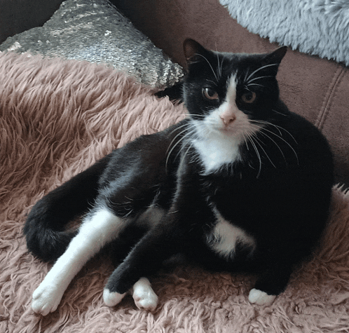 a black and white cat is laying on a couch