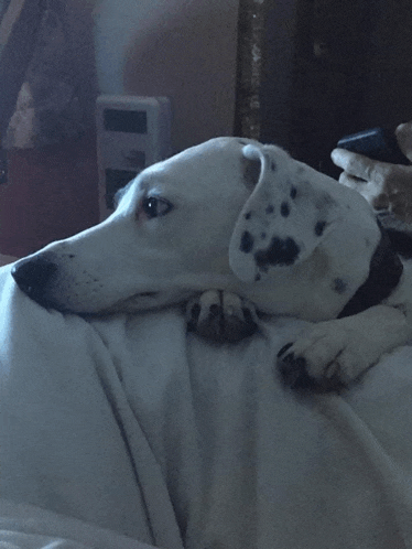 a dalmatian dog laying on a bed with a remote control in the background