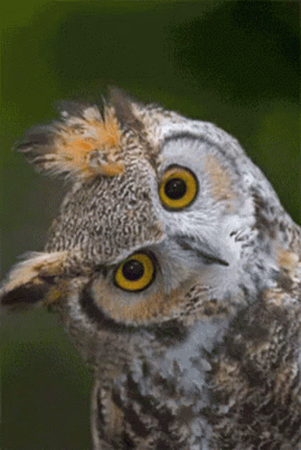 Stare Owl GIF - Stare Owl Blink GIFs