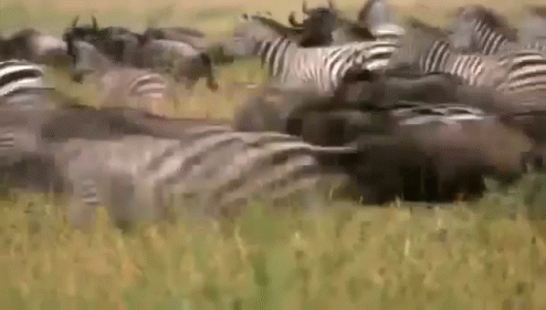 Lion Vs. Zebra: Predator Vs. Prey On The African Plains GIF - Lion Female Lion Zebra GIFs