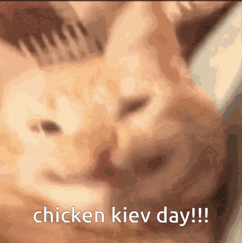 a close up of a cat with the words " chicken kiev day " on the bottom
