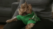 Ugly Sweater Dog GIF - Ugly Sweater Dog GIFs