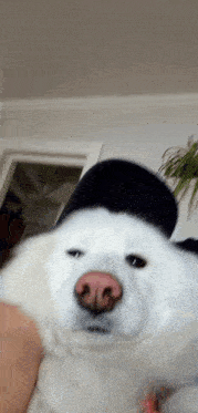 Happy Dog Samoyed GIF - Happy Dog Samoyed Dog Hat GIFs