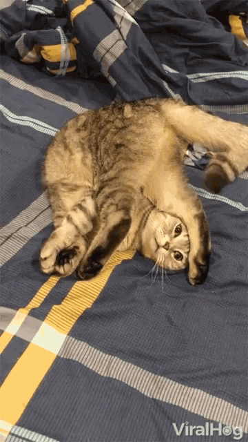 Viralhog Cat GIF - Viralhog Cat Goofy GIFs