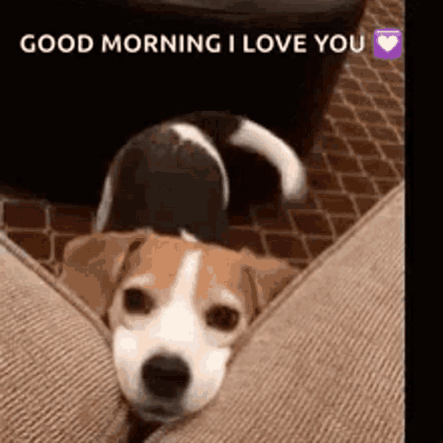 a brown and white dog is laying on a couch with the words `` good morning i love you '' above it .