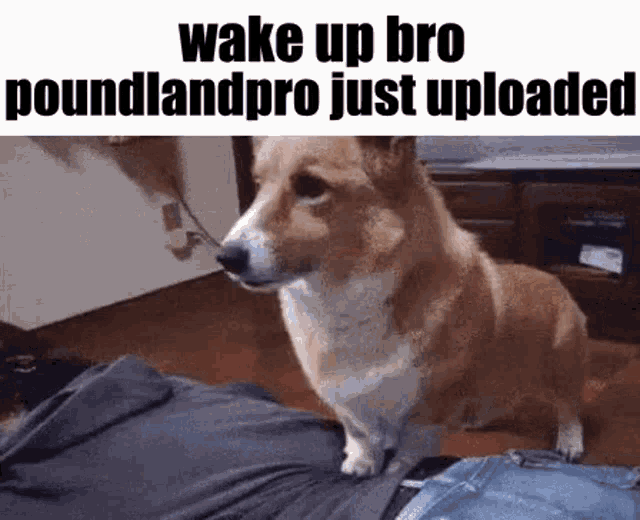 a brown and white dog is standing on top of a person 's leg .
