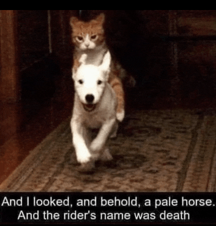 a cat is riding on the back of a stuffed dog ..