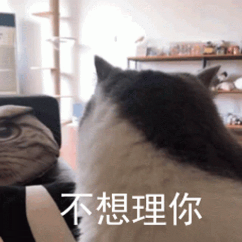 Dont Care Cat GIF - Dont Care Cat Cute GIFs