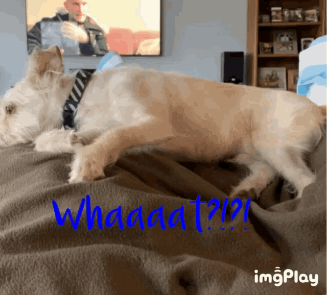 a dog is laying on a blanket with the words whaaa t ?? written in blue
