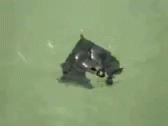 Bat Swimming GIF - Bat Swimming Bats GIFs