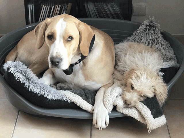 two dogs are laying in a dog bed and one has a collar on