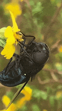 a close up of a black fly eating a yellow flower