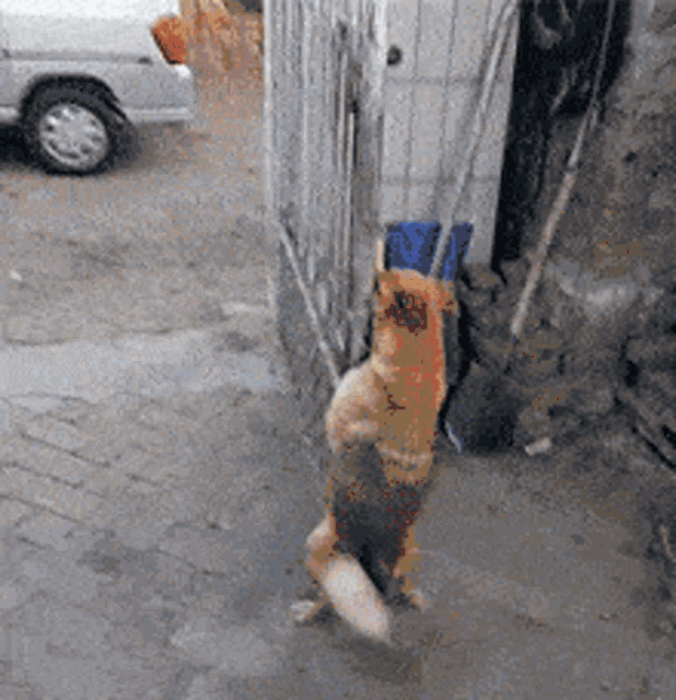 a dog standing on its hind legs in front of a car