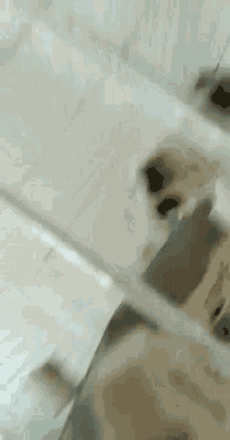 a close up of a dog 's face looking at a mirror .