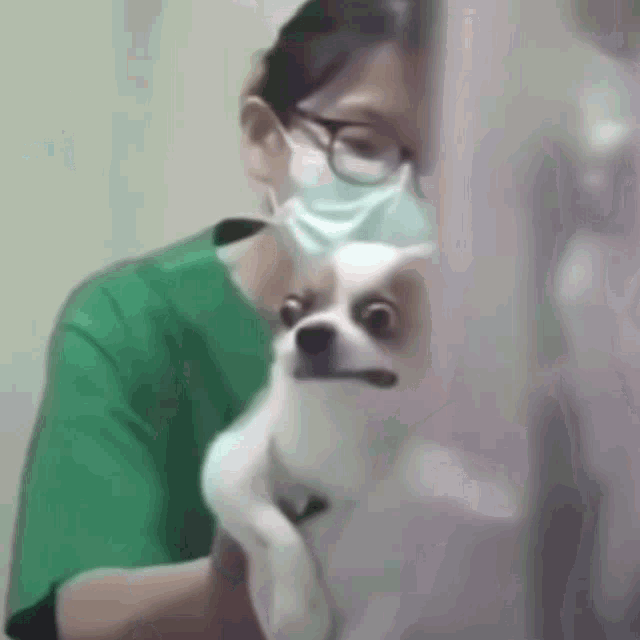 Dog Shot GIF - Dog Shot Vaccine GIFs