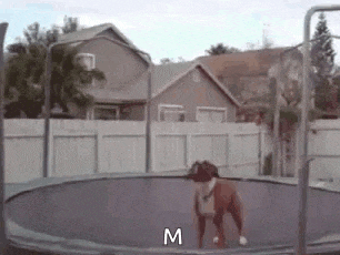 a dog is jumping on a trampoline in front of a fence .