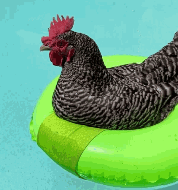 Chicken Swim Chicken GIF - Chicken Swim Chicken Chicken In Pool GIFs