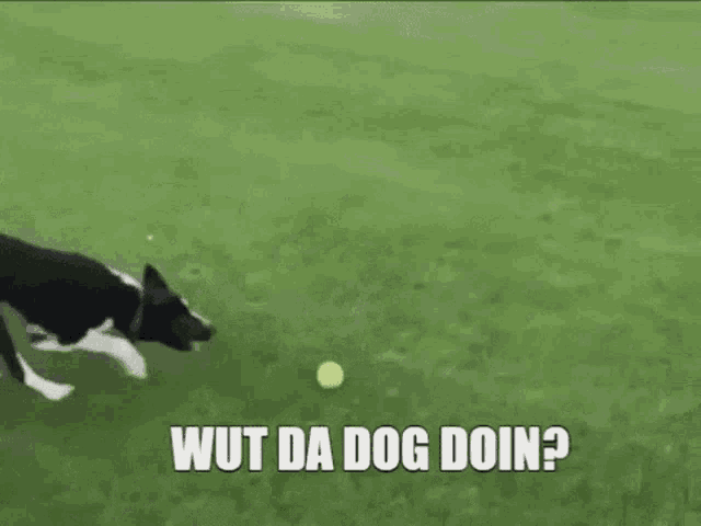 Wut Da Dog Doin GIF - Wut Da Dog Doin GIFs