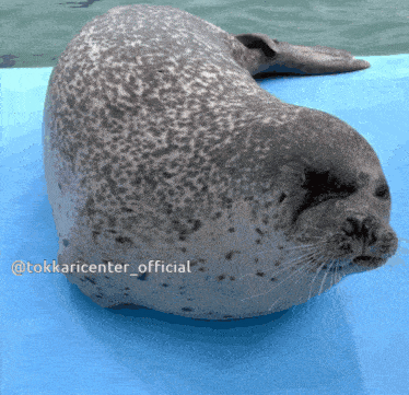 a seal is laying on a blue mat with the words @tokkaricenter_official written below it