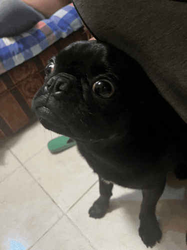 a black pug looking up at the camera