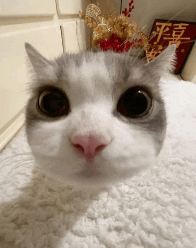 a close up of a cat 's face in front of a sign that says peace