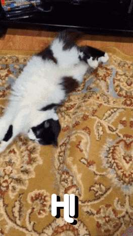 a black and white cat laying on its back on a rug with the letters hu above it