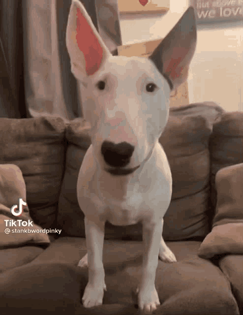 a bull terrier is sitting on a couch with a tiktok watermark