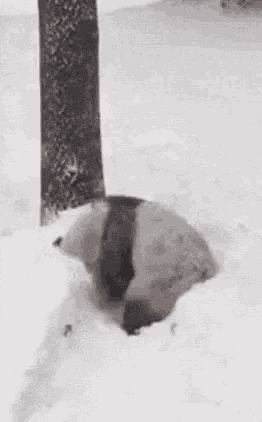 a black and white photo of a cat laying in the snow .