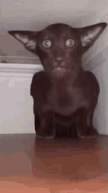 a black cat with a surprised look on its face is sitting on a table