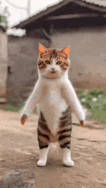 a cat is standing on its hind legs on a dirt road in front of a building .