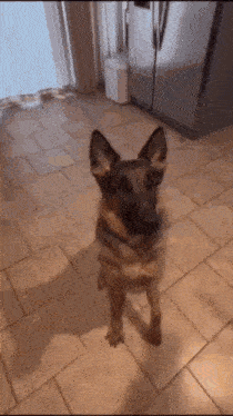 a german shepherd dog is standing on its hind legs in a kitchen .