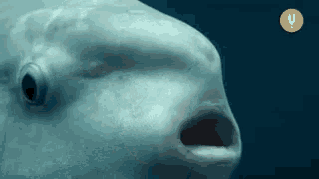 a close up of a fish 's face with its mouth open .