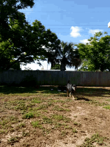 a dog is running across a dirt field with a fence in the background
